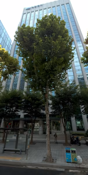 tree photo