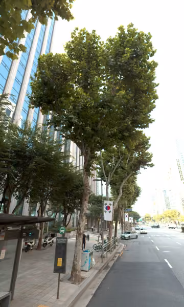 tree photo