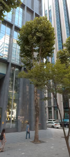 tree photo