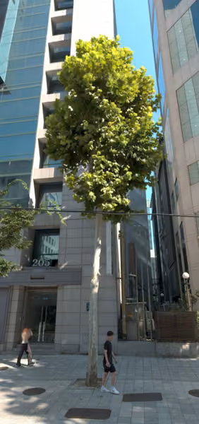 tree photo
