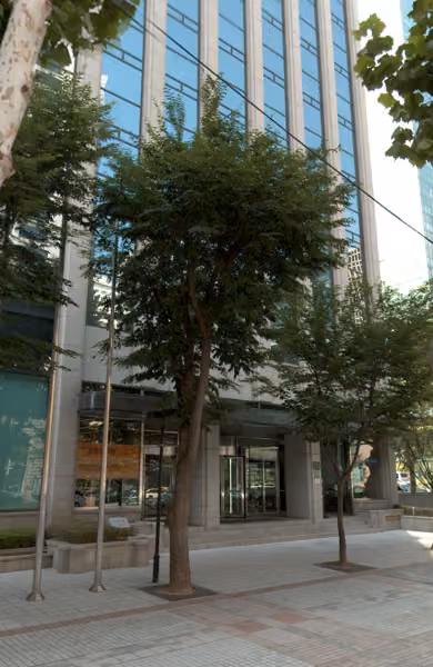 tree photo