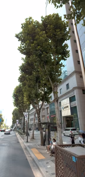 tree photo