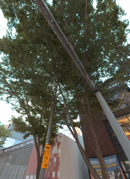 tree photo
