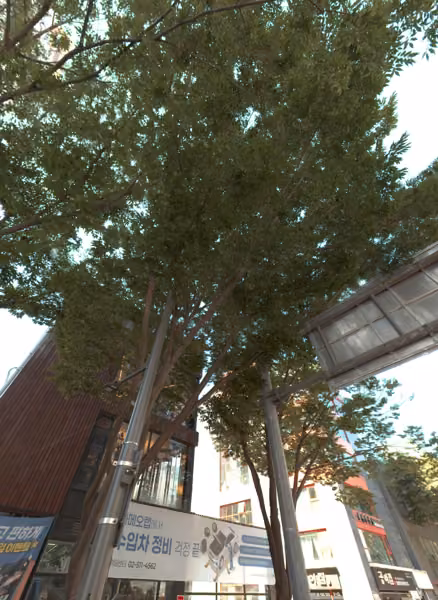 tree photo