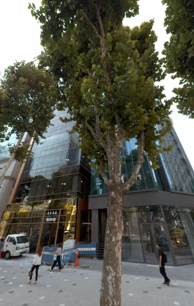 tree photo