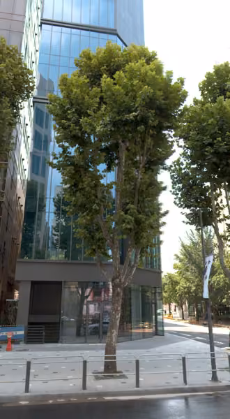 tree photo