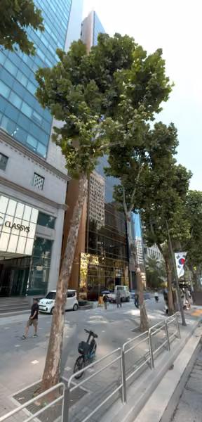 tree photo