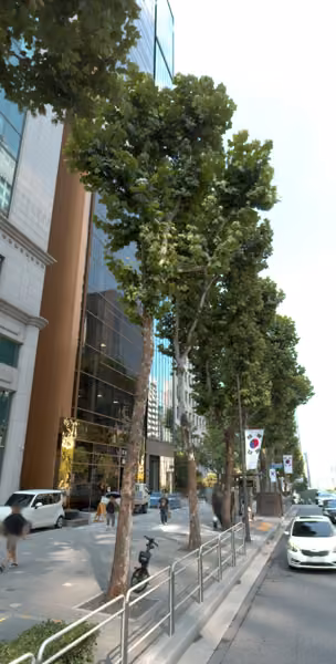 tree photo