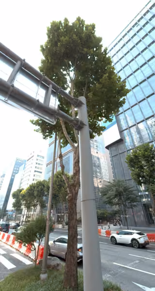 tree photo