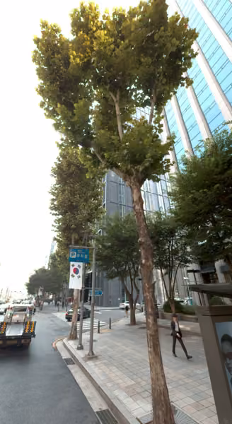 tree photo