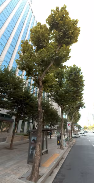 tree photo