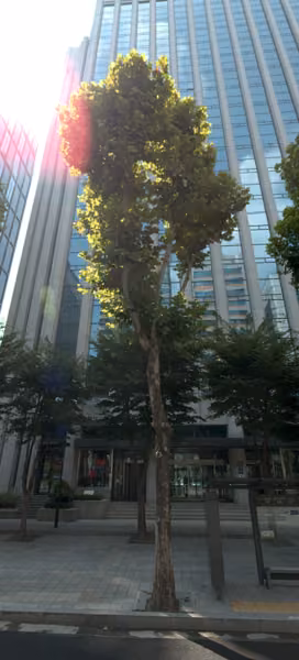 tree photo