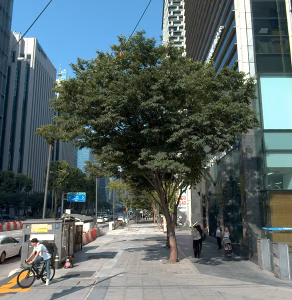 tree photo