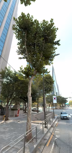 tree photo