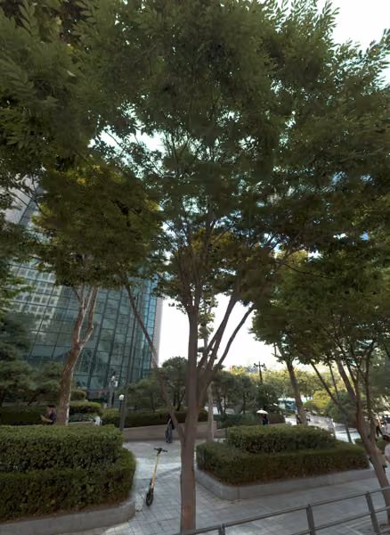 tree photo