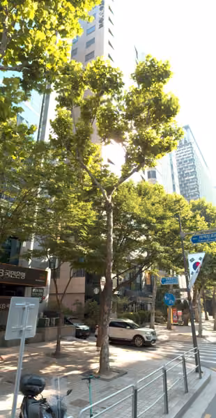 tree photo