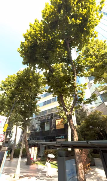 tree photo