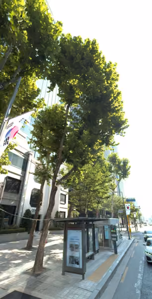 tree photo