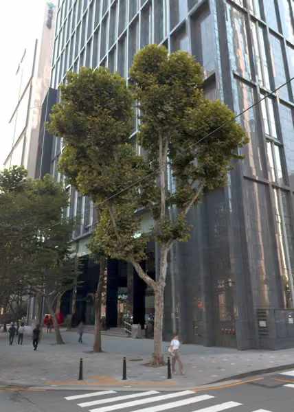 tree photo