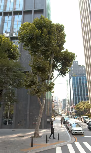 tree photo
