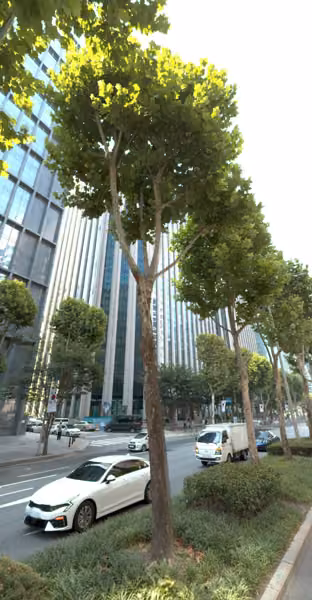 tree photo