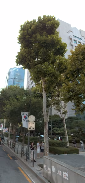 tree photo