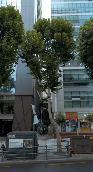 tree photo