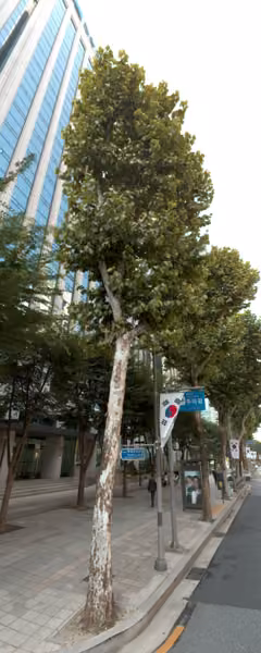 tree photo