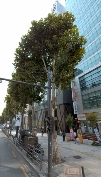 tree photo