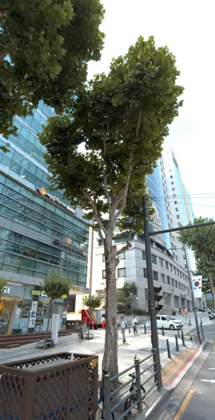 tree photo