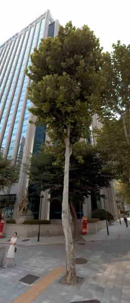 tree photo