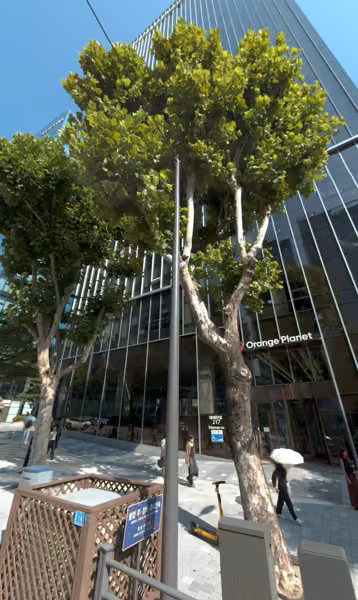 tree photo