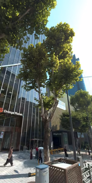 tree photo