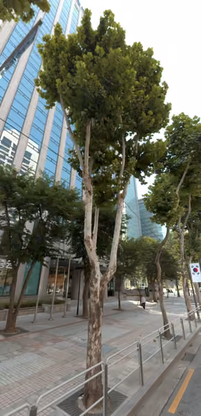tree photo