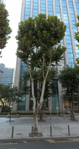 tree photo