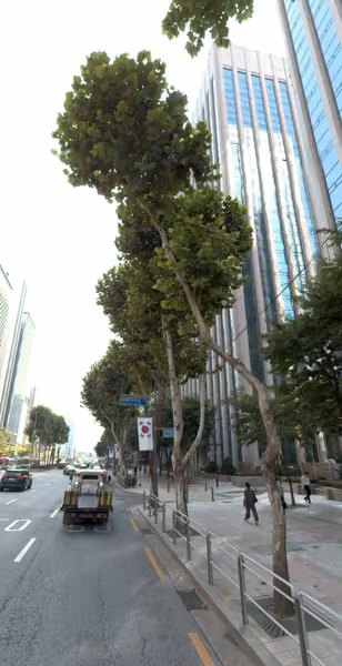 tree photo