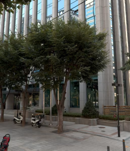 tree photo