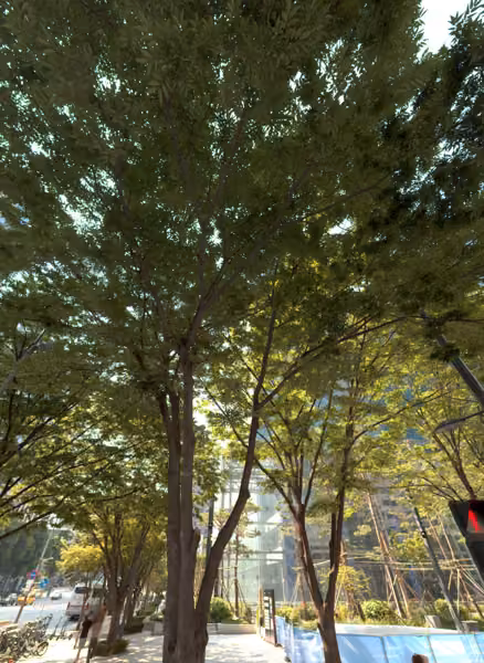tree photo