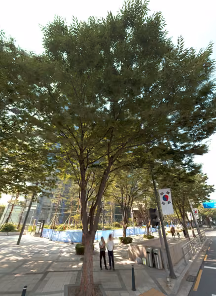 tree photo