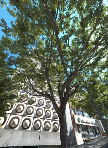 tree photo