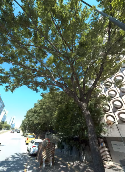 tree photo