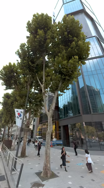 tree photo