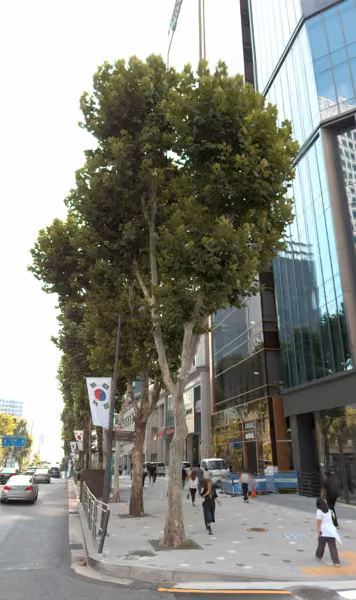 tree photo