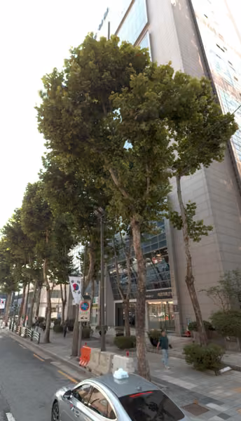tree photo