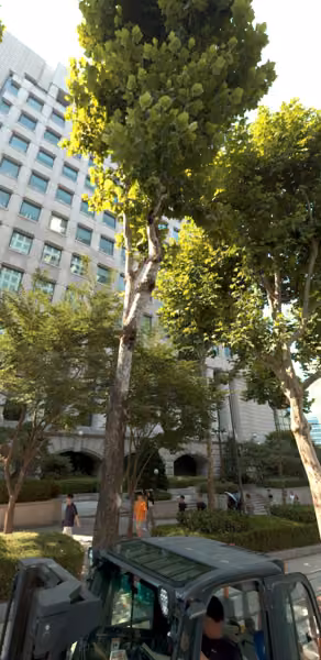 tree photo