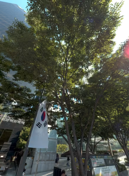 tree photo
