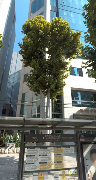 tree photo