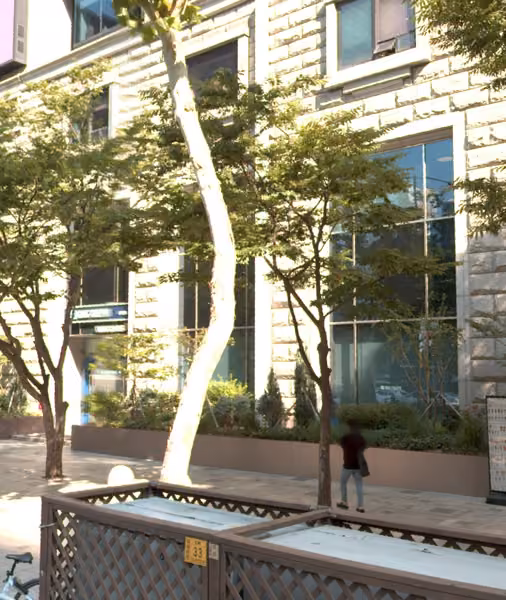 tree photo