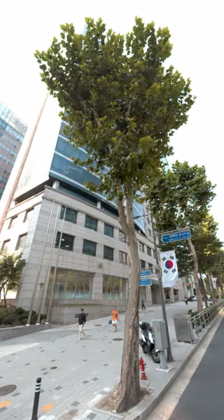 tree photo