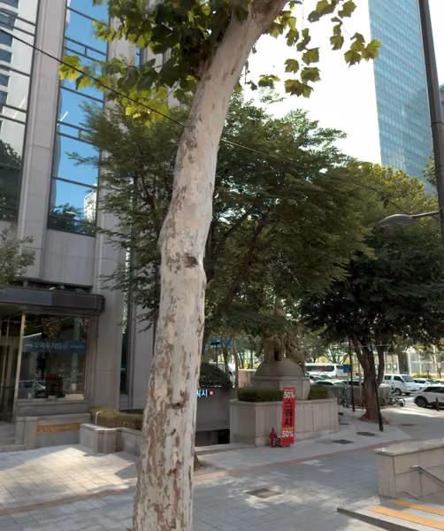 tree photo